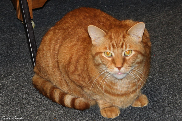 Adopt Cat named Big Rusty