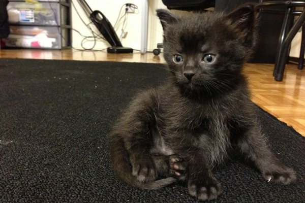 Rescue Kitten Topanga for Adoption