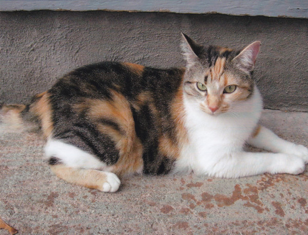 Lola Cat