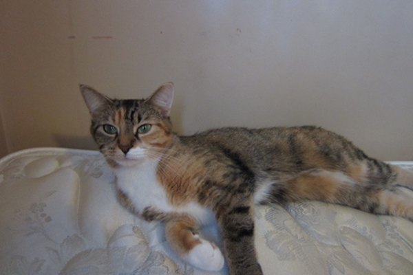 Adopt rescue cat Emma