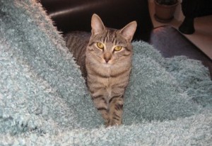 Adopt Rescue Cat Milo