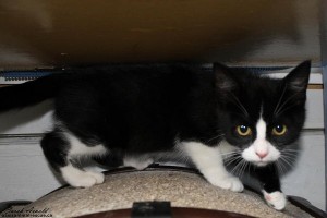 Adopt Rescue Kitten Phoebe
