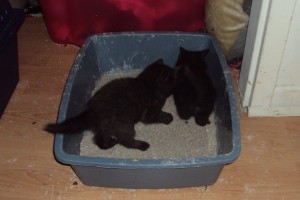 Kittens Abu and Meeko playing in litter box