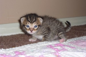 cute photo of Bandit the kitten