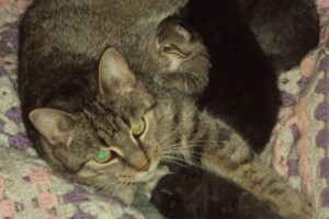 adopt cat Blair and her 4 kittens