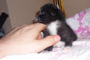 cute photo of kitten named Eve