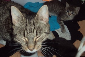 Cat Blair and her kitten