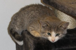 Adopt kitten named Farrah
