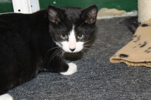 Adopt kitten named Felix