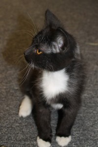 Adopt kitten Finn