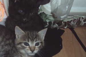 Kittens Kenai and Abu