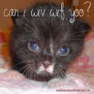 Cute kitten saying "Can I wiv wif yoo?
