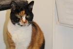 Adopt cat Maisie