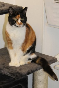 Adopt cat Maisie