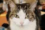 Adopt cat Posie