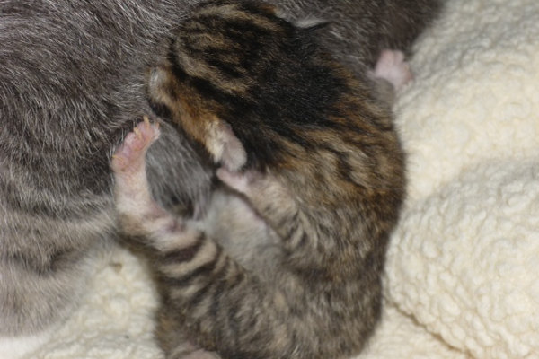 Newborn kitten