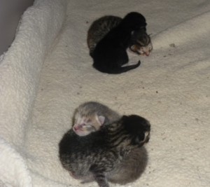 Smokey's kittens