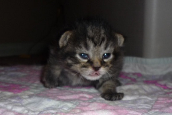kitten named Tiger Lily