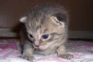 Gorgeous kitten Titan