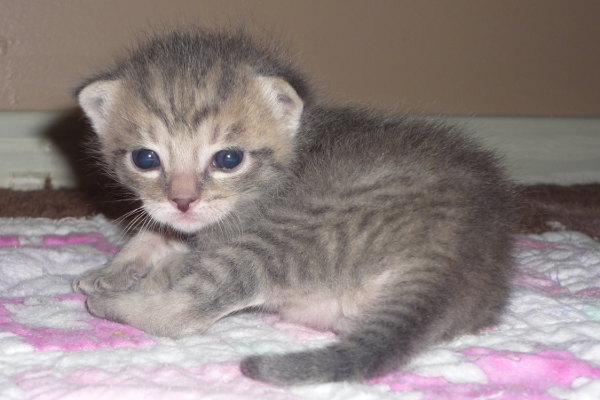 Kitten named Titan