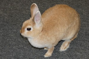 Adopt rabbit Tuffsy