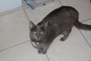Molly - cat for adoption