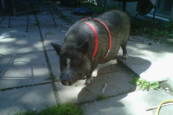 Adopt pot bellied pig Emma