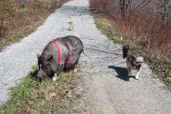 Pot bellied pig Emma, for adoption.