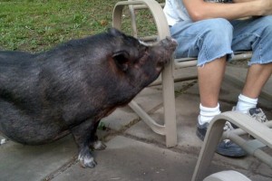 Pot bellied pig named Emma for adoption