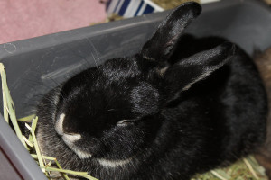Caden. A Rabbit for adoption