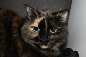 Cat for adoption: Cleo
