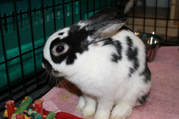 Rabbit Dakota for adoption