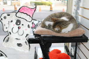 Kitten sleeping with holiday decorations