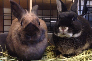 Rabbits Reese and Caden for adoption