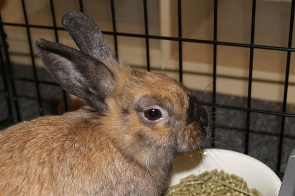 Reese - rabbit for adoption