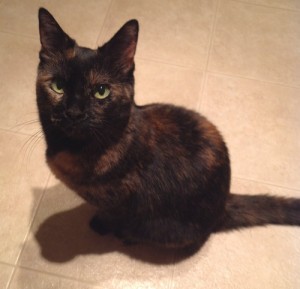 Shia, a cat for adoption