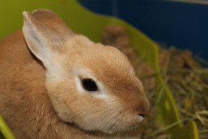 Tuffsy - a rabbit for adoption