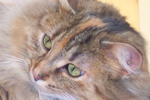 Cinnamon - a cat for adoption