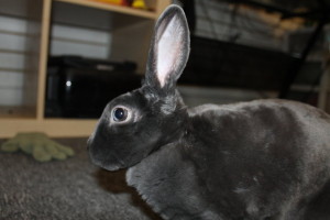 Dixon. A rabbit for adoption.