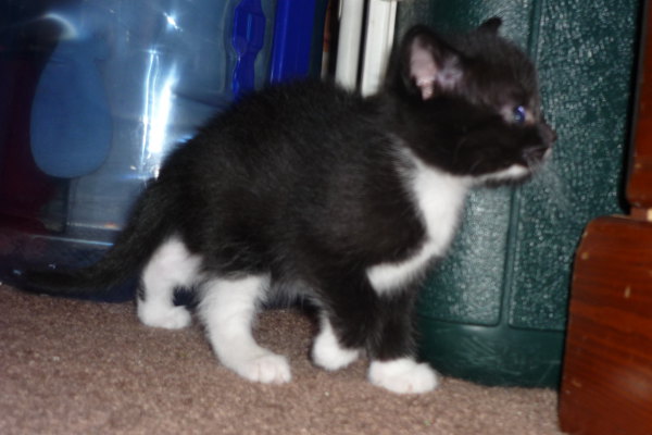 Kitten named Eve for adoption