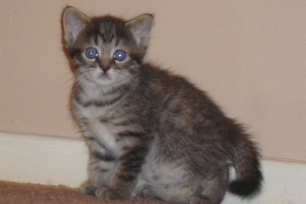 Kitten named Tiger Lily