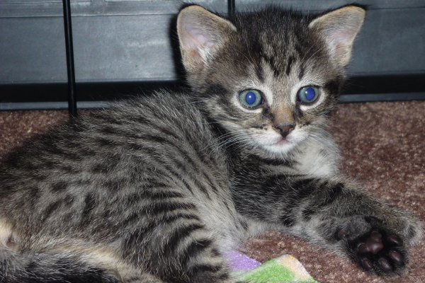 Kitten named Tiger Lily