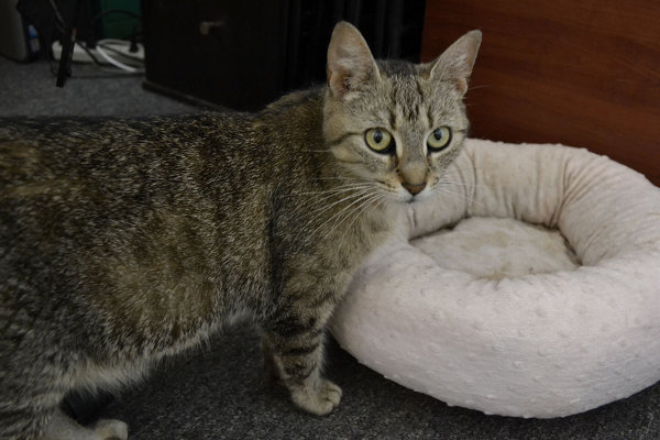 Blair. a cat for adoption. Contact Oasis Animal Rescue, Oshawa, ON
