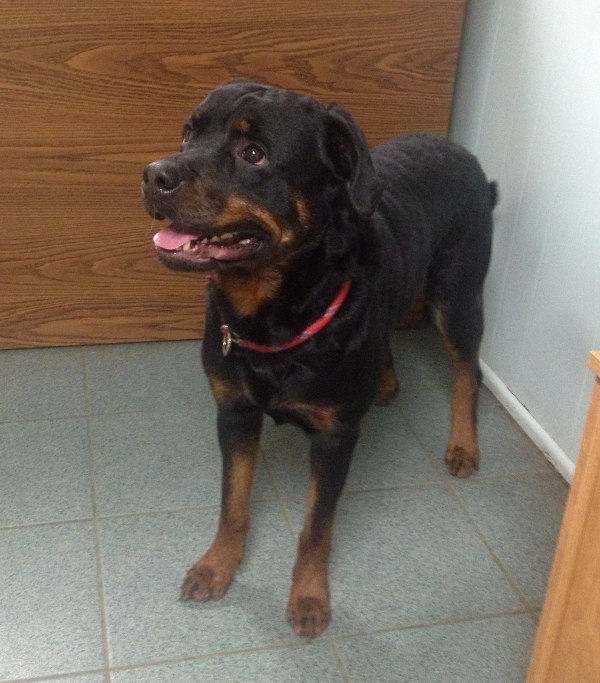 Zap. A rottie for adoption