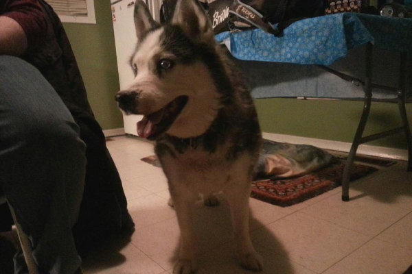 Husky dog named Halo for adoption