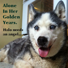 Senior Husky Named Halo For Adoption