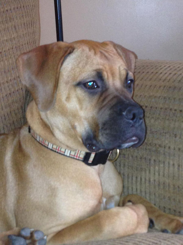 Bull Mastiff pup named Nora, for adoption.