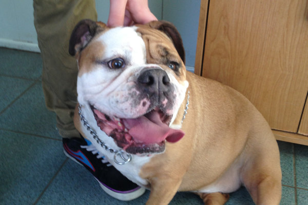 Betty. An English Bulldog searching for a new home