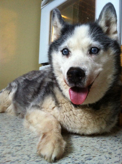 Adopt Senior Husky dog Halo
