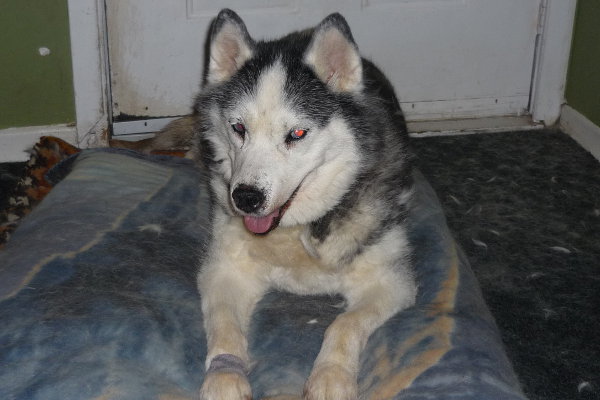 Halo. A husky dog for adoption